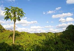 Image result for Solitary Tree