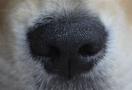 Image result for Dog Nose Close Up