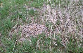 Image result for Rock Pile Set Up