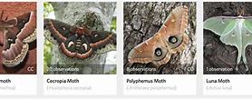 Image result for Silk Moth