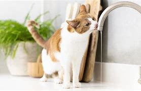 Image result for Cats Cerebral Water