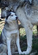 Image result for Baby Wolf Husky Snow