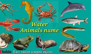 Image result for Water Animal PFP