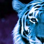 Image result for Blue Tiger Cartoon