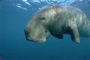 Image result for Dugong Stuffed Animal