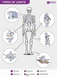 Image result for Human Body Joints