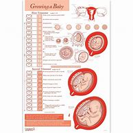 Image result for Pregnancy Baby Size Chart