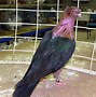 Image result for Archangel Pigeon