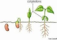 Image result for Two Cotyledons