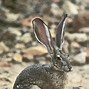 Image result for Bing Hare Images