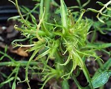 Image result for Witches Broom On Roses Sign of Disease