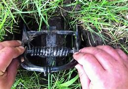 Image result for Ground Mole Traps