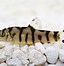 Image result for Best Loaches for Eating Snails