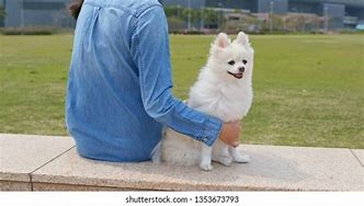 Image result for Korean Yellow Spitz