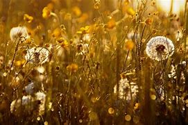 Image result for Aesthetic Dandelion Desktop Wallpaper