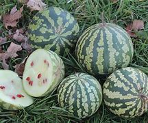 Image result for Citron Melon