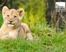 Image result for Male Lion with Cub Zoo