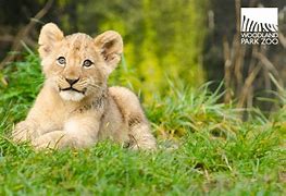 Image result for male lion cub names