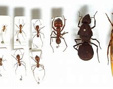 Image result for Atta Ant