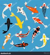 Image result for Striped Koi Carp