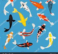 Image result for 13 Koi Carp Image