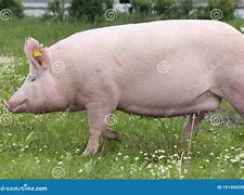 Image result for Real Pink Pig