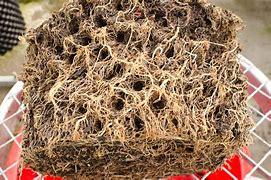 Image result for Tomato Roots Where It Attaches