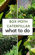 Image result for Box Moth Life Cycle