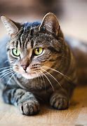 Image result for Tabby Cat Kitten