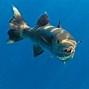 Image result for Barracuda vs Shark