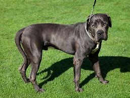 Image result for 5 Month Old Great Dane Puppy