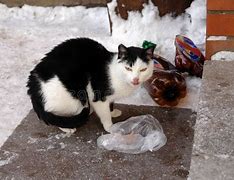 Image result for Sad Homeless Cat