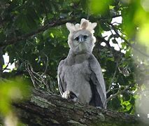 Image result for Habitat for Birds in Guyana