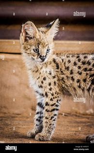 Image result for Serval Cat Africa