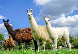 Image result for Giant Llama