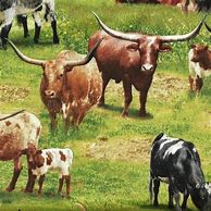 Image result for Cow Fabric