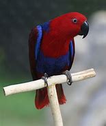 Image result for Eclectus Parrot