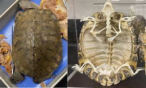 Image result for Turtle Shell Skeleton