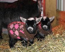 Image result for Funny Baby Goats