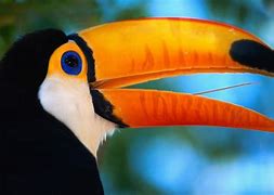 Image result for Toucan Beak Evolution