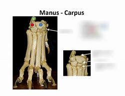 Image result for Manus Region Anatomy