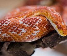 Image result for corn snake morphs