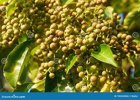 Image result for Camphor Tree Images