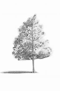 Image result for Tree Pencil Sketch