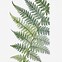 Image result for New Zealand Fern Clip Art