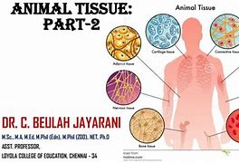 Image result for Animal Tissue Diagram