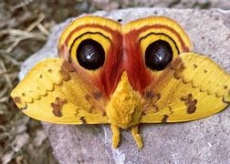 Image result for Large Ohio Moth