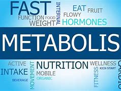 Image result for Define Metabolic Rate