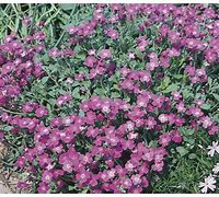 Image result for NZ Alpine Ground Cover