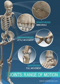 Image result for Human Body Joints